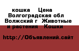 кошка  › Цена ­ 0 - Волгоградская обл., Волжский г. Животные и растения » Кошки   